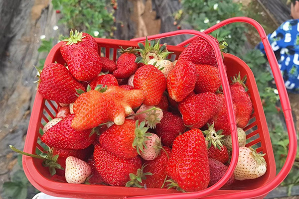 Qingdao Star Machines morsomme dag på Strawberry Fields